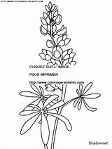 Coloring Flower Pages Book sketch template