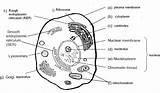 Cell Animal Coloring Plant Cells Worksheet Answers Pages Printable Amali Pg Sains Biology Poses Chessmuseum Adults Kids Comments Labels 3a sketch template