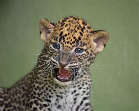 bioparc presenta esta preciosa cria de leopardo de sri lanka