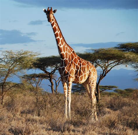 biologie giraffen sind nicht nur eine art sondern vier welt
