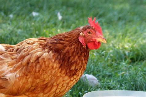 best backyard chickens for urban areas backyard poultry