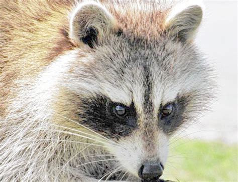 raccoon tests positive for rabies in whitestown daily sentinel