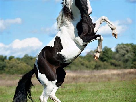 beautiful black white horse  wallpapers black  white horse rearing  hd