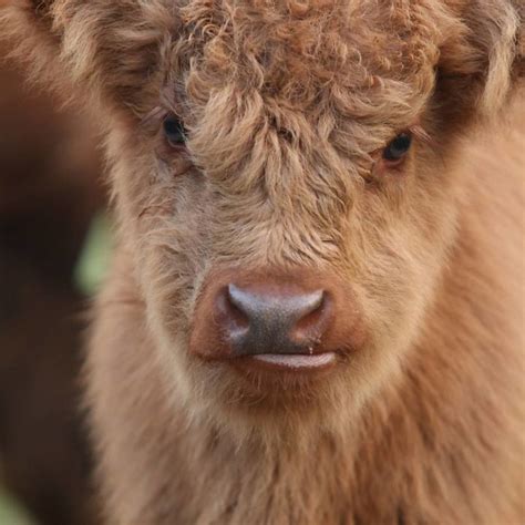 if you ever feel sad these 85 highland cattle calves will make you smile bored panda