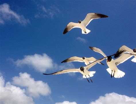 picture seagull flight migration blue sky wildlife bird