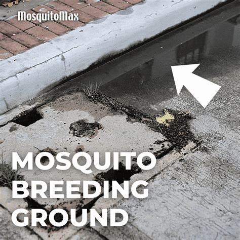 breedingground mosquitomax