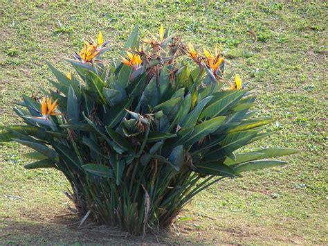 Bird Pollination Of The Bird Of Paradise — In Defense Of Plants
