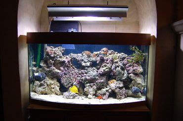 establishing   clean  crew   saltwater aquarium