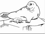 Seal Baby Drawing Coloring Pages Getdrawings sketch template