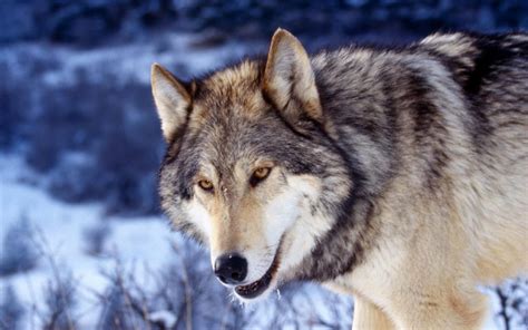 hd wolf  hd wallpapers hd animal wallpapers