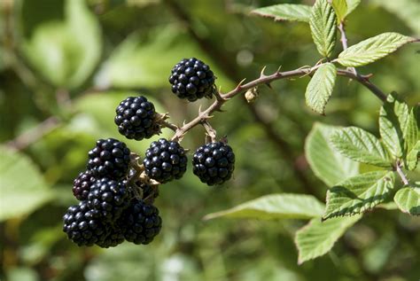 identify weeds  thorns growing blackberries blackberry