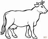 Sapi Mewarnai Hewan Kuh Sketsa Colorir Gado Krowa Ausmalbilder Euter Kurban Cows Herd Kambing Boi Mucca Koleksi Tiere Lembu Mucche sketch template