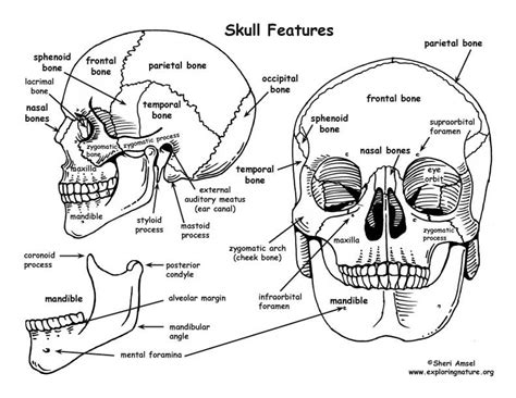 learn   skeletal system  exploringnatureorg anatomy