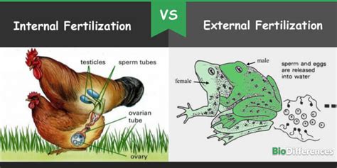 difference  internal  external fertilization bio differences