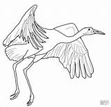 Cranes Sandhill Whooping sketch template
