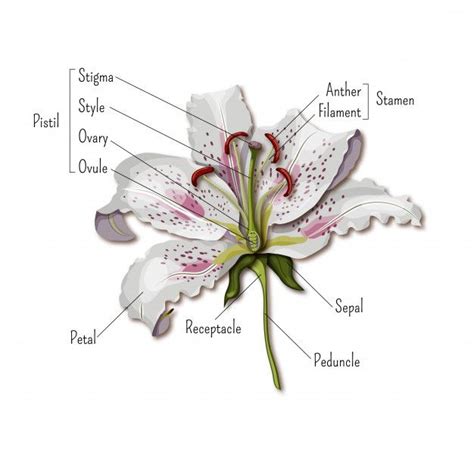 parts   flower infographics flower anatomy parts   flower flower structure