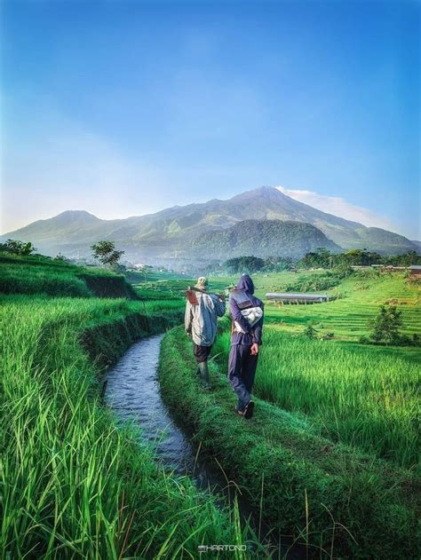 5 Eye Soothing Rice Fields You Should Visit In Bali Bali Travel