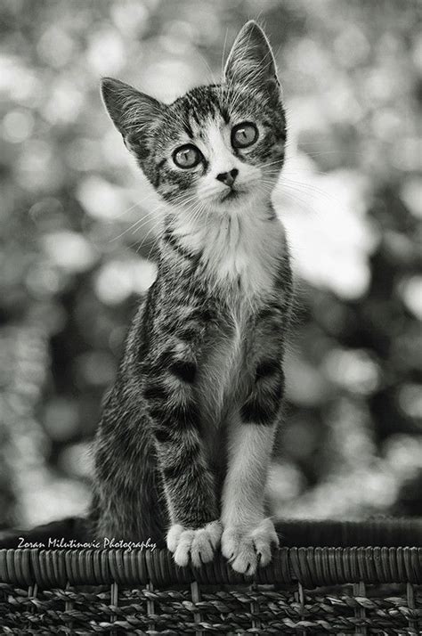 px photo standing tall  zoran milutinovic cat photography
