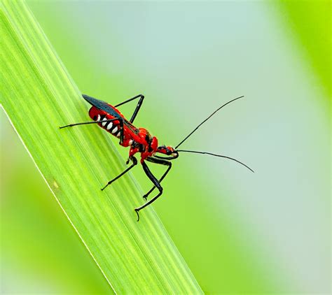 insect camera nikon  lens micro nikkor  laos aleksey gnilenkov flickr