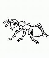 Ant Coloring Pages Kids Drawing Ants Printable Clipart Preschool Colouring Cliparts Line Color Preschoolers Animals Book Clip Library Getcolorings Coloringbay sketch template