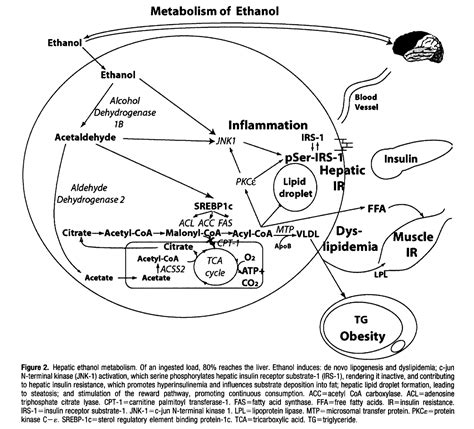 metabolism  ethanol docmuscles