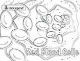 Blood Coloring Pages Red Cell Sketch Cells Colouring Book Anatomy Week Popular Paintingvalley Choose Board sketch template