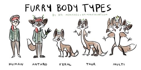 bri s guide to basic furry body types by birdfox fur affinity [dot] net