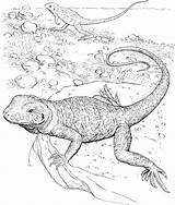 Coloring Pages Lizard Drawing Horned Getdrawings sketch template
