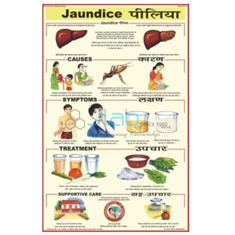 jaundice chart india jaundice chart manufacturer