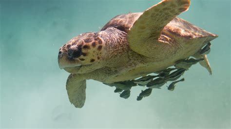 Global Warming Could Make Male Sea Turtles Disappear The