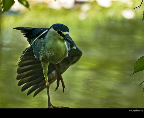 prancing bird    flickr