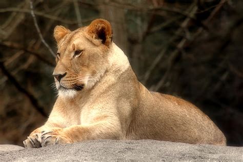lioness queen of the jungle photograph by tracie kaska