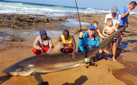 drone fishermen  catching massive sharks    bait
