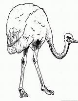 Ostrich Coloring Pages Part Zoom Print sketch template