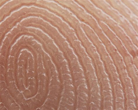 Fingerprint Extreme Close Ups Of Everyday Objects Shot