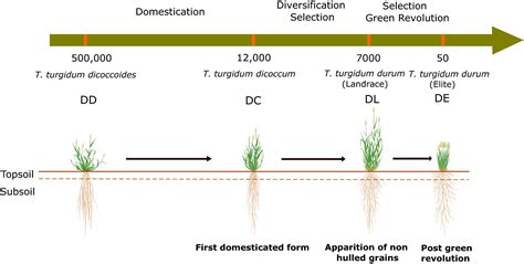 shifts  plant functional strategies     wheat domestication roucou