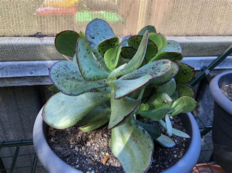 Black Spots Appearing On Succulents In The Ask A Question Forum