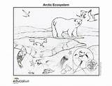 Arctic Tundra Ecosystem National Ecosystems Geographic Nationalgeographic Rainforest sketch template