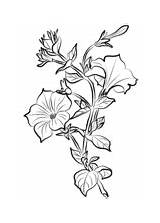 Coloring Flowers Pages Petunia sketch template