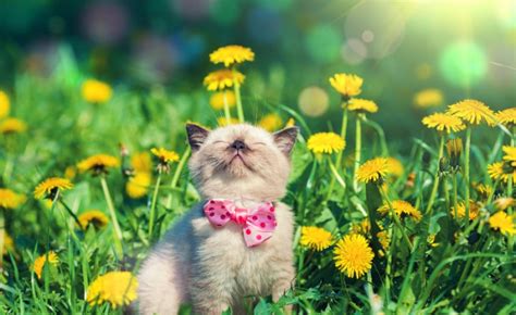 21 cute kittens playing around flowers will make your day