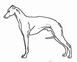 Whippet Clipart Outline Colour Own Female Page1 Gif sketch template