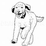 Labradoodle Dragoart Labradoodles Michaely sketch template