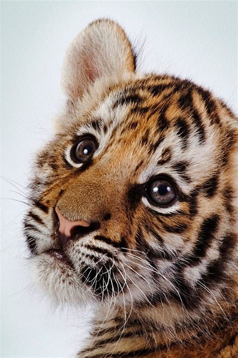 mart tiger cub