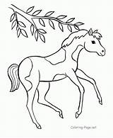 Coloring Pages Baby Horses Drawing Popular sketch template