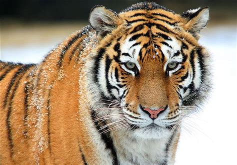 images   majestic tiger  pinterest angry face