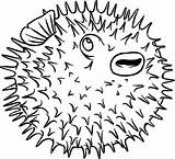 Porcupine Puffer Spine Poisonous Kidsplaycolor sketch template