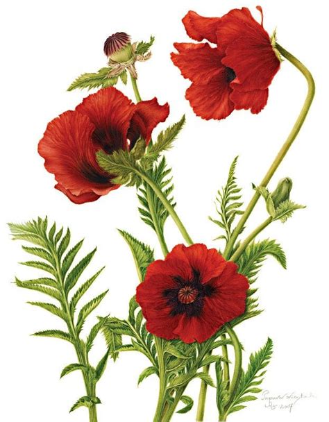 pretty poppies poppy flower drawing poppy drawing watercolor poppies