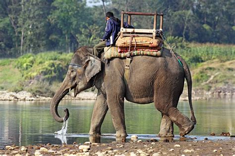 fileindian elephant jpg wikipedia