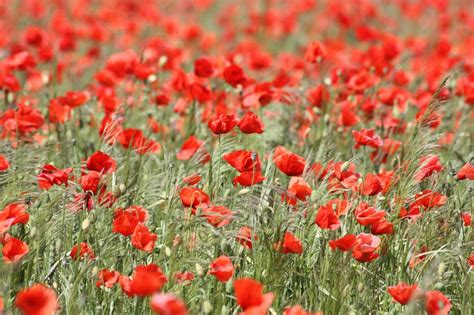 5 Interesting Facts About Poppies Frankie Flowers Grow