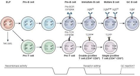 b cells mature in the milf